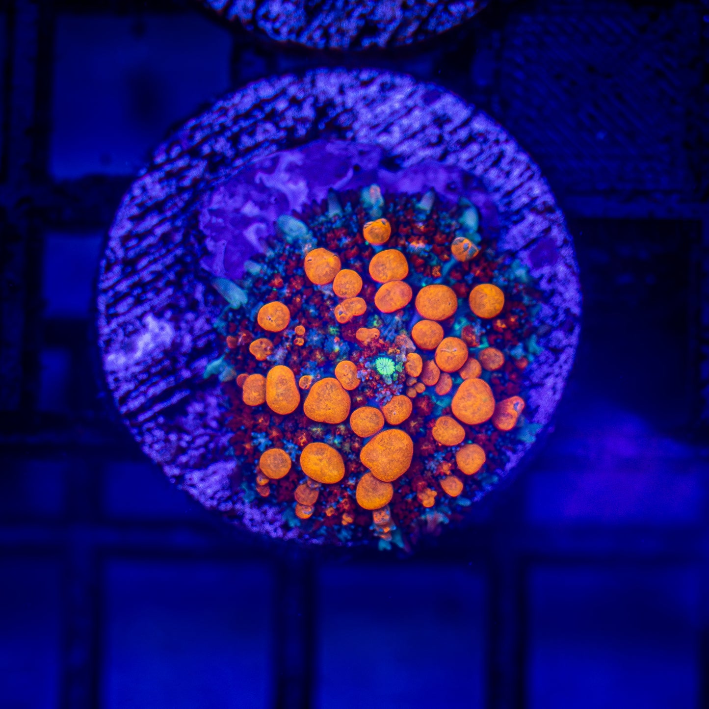 Orangeaid Bounce Mushroom