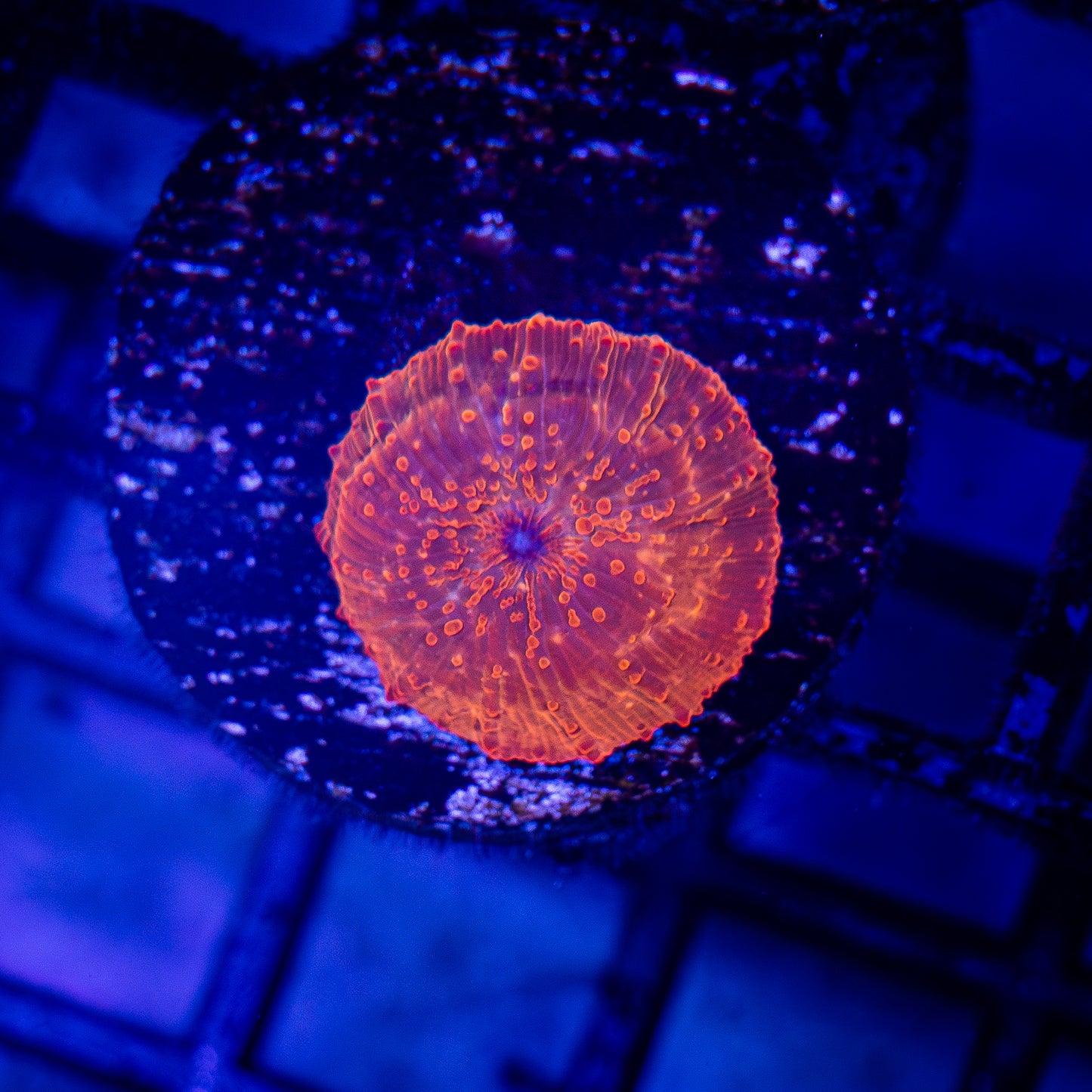 Orange Glow Mushroom
