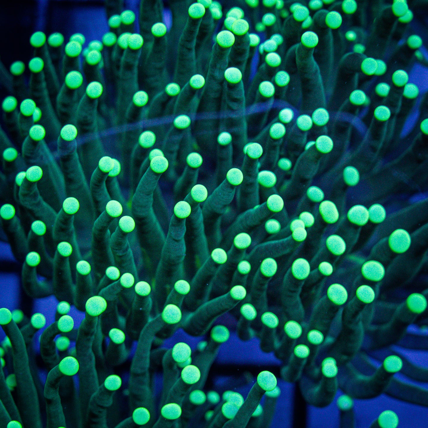 Green Torch