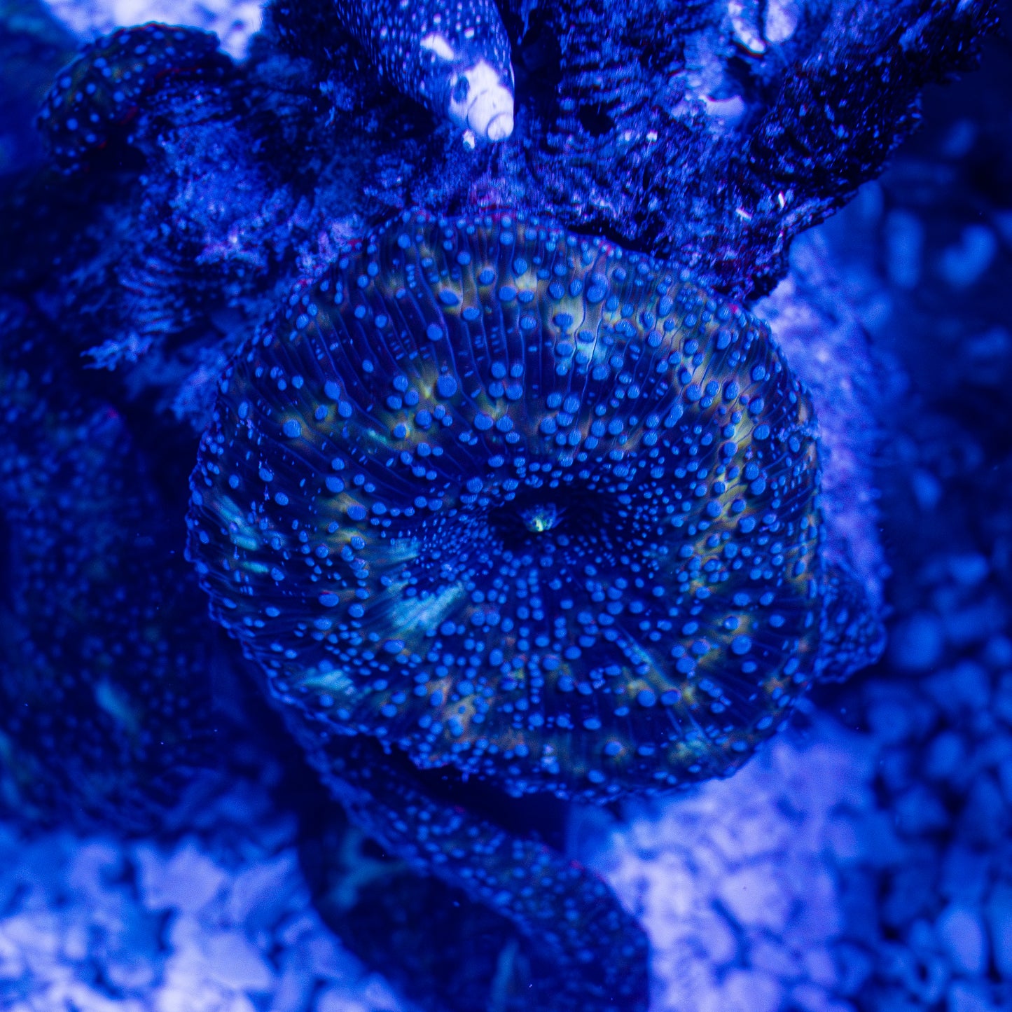 Galactic Mushroom