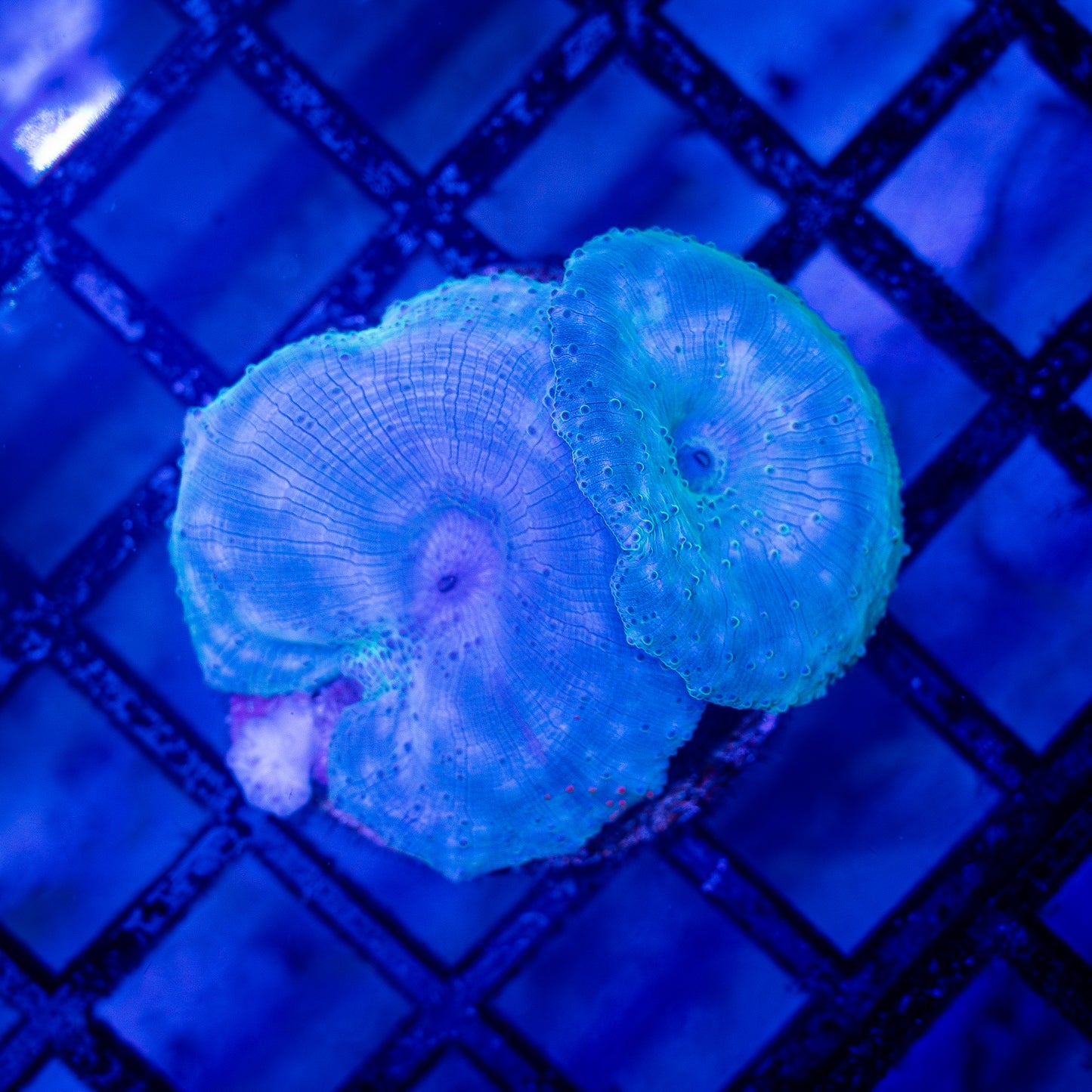 Blue Disco Mushroom