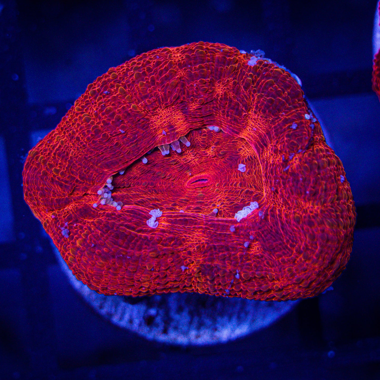 Bloodred Bowerbanki