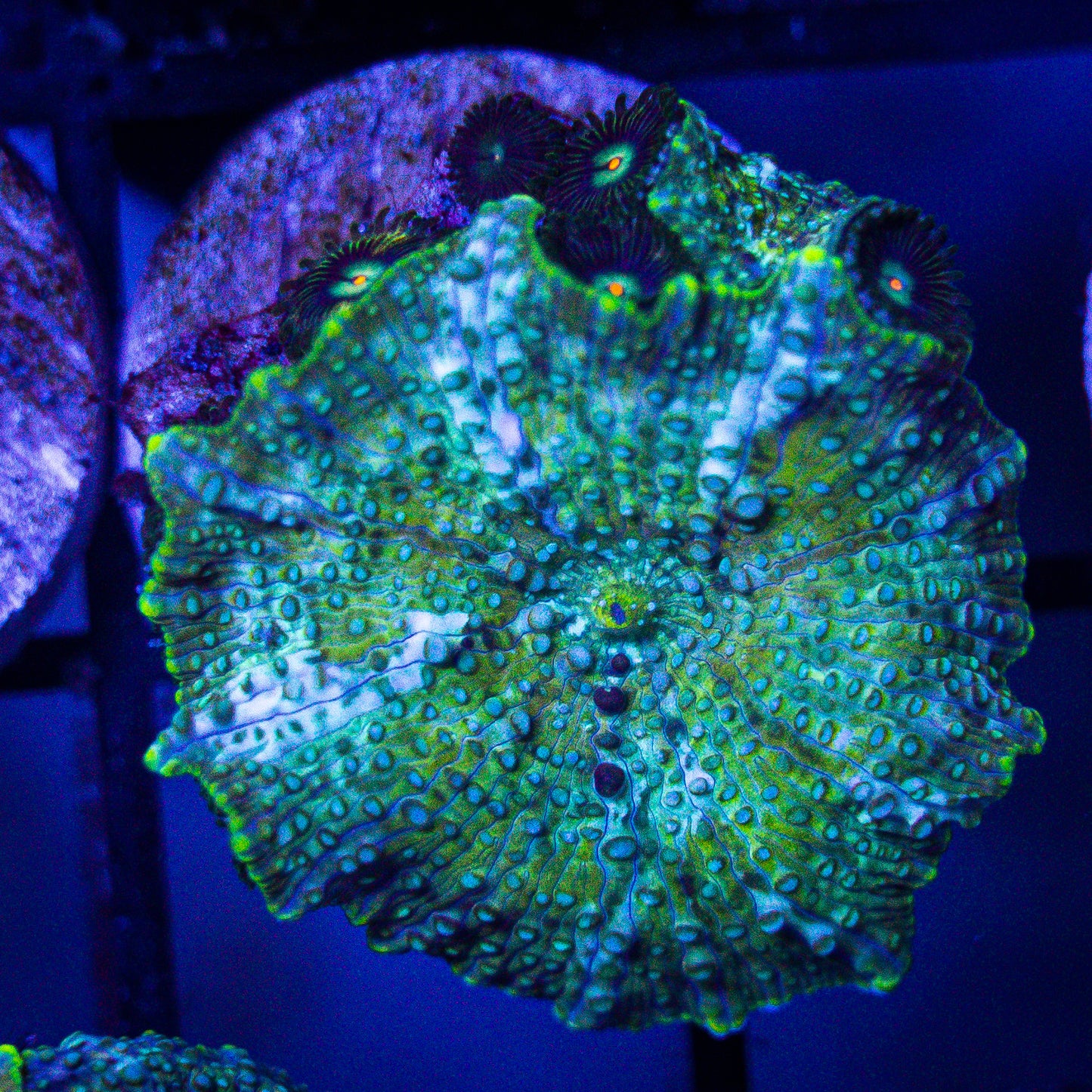 Funkadelic Mushroom