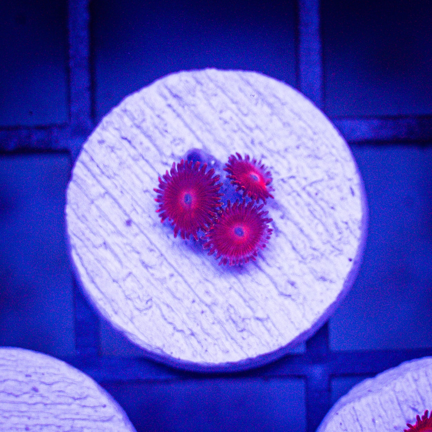 Red Micro Zoa