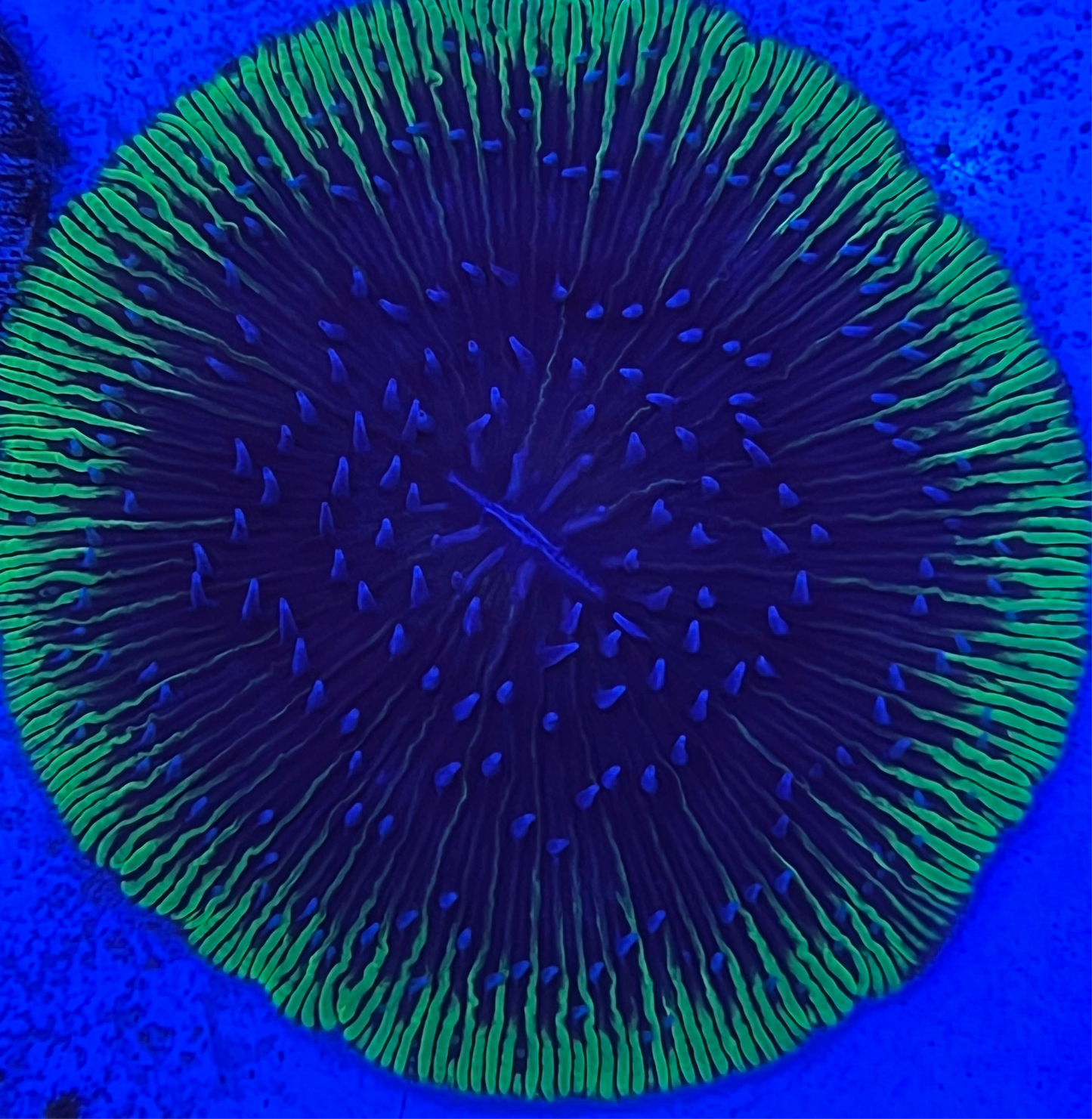 blue tip green rim Fungia