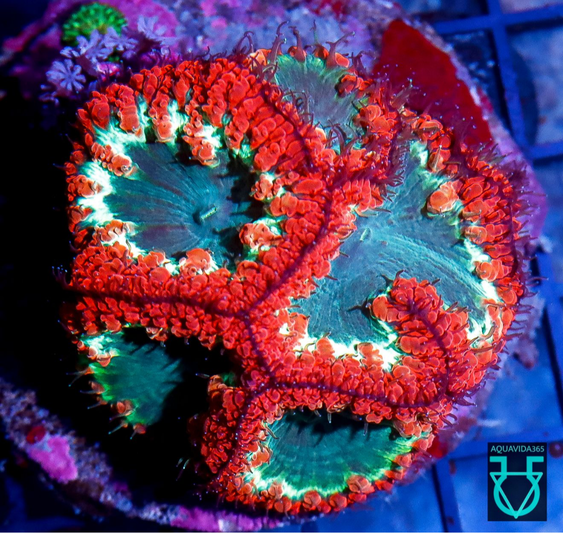 Blastomussa