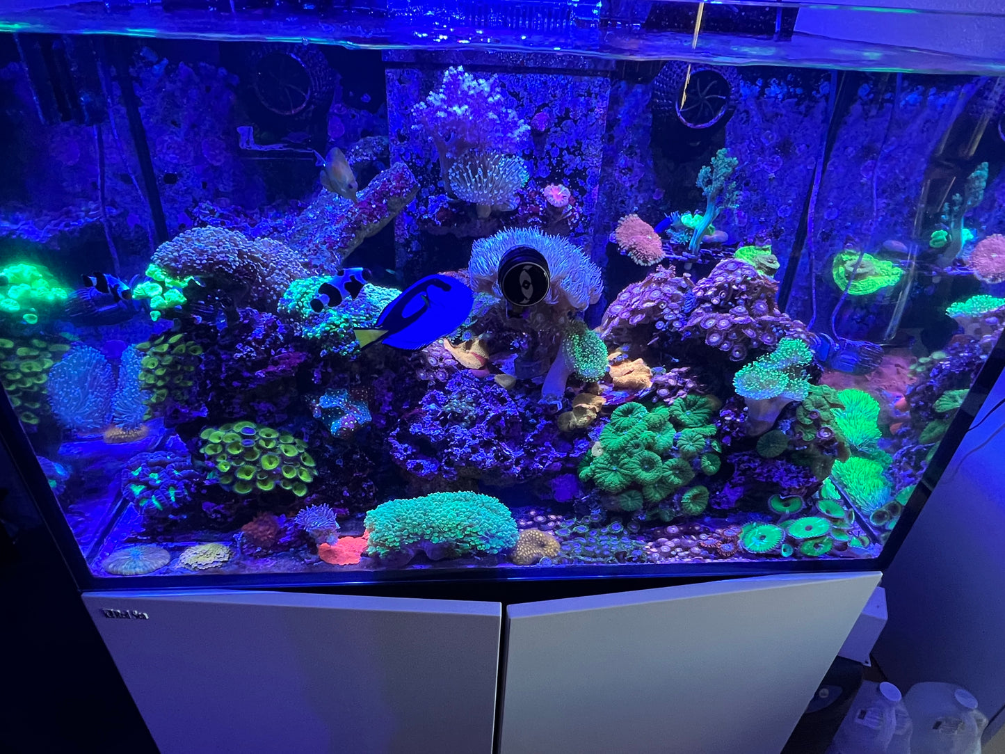 Aquarium & pond maintenance in Los Angeles California.