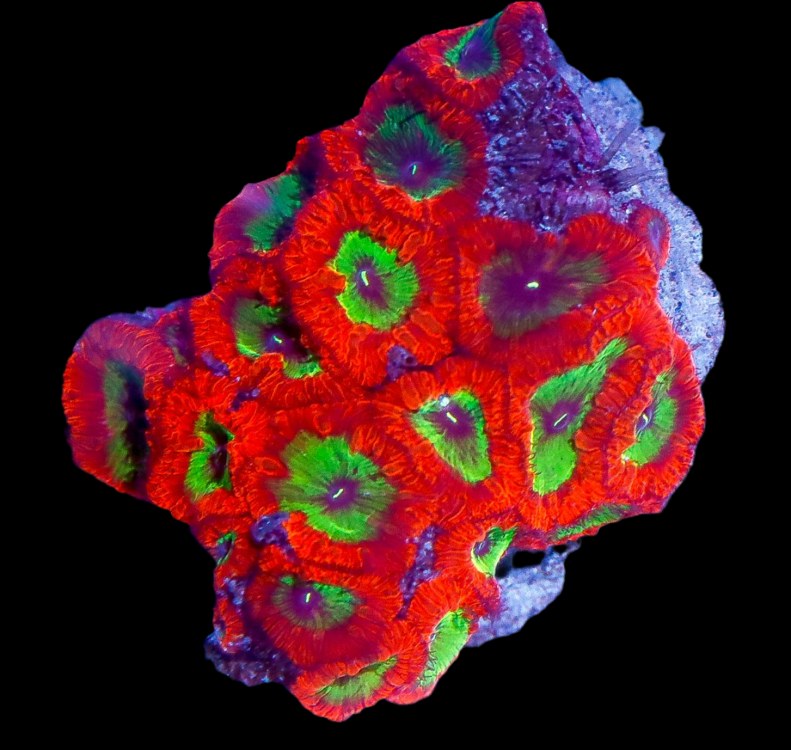 Electric umpaloompa Blasto