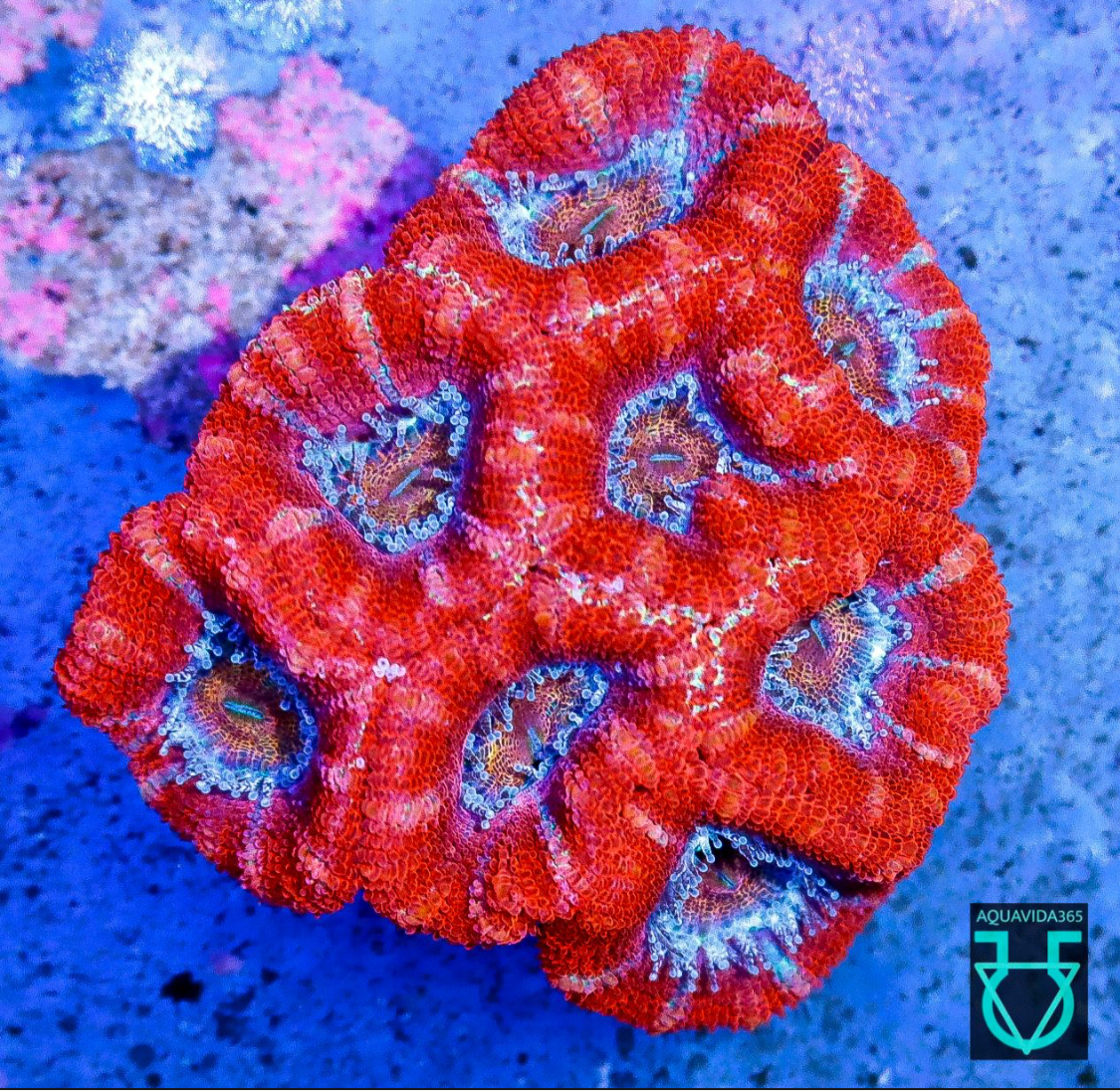 Acan red