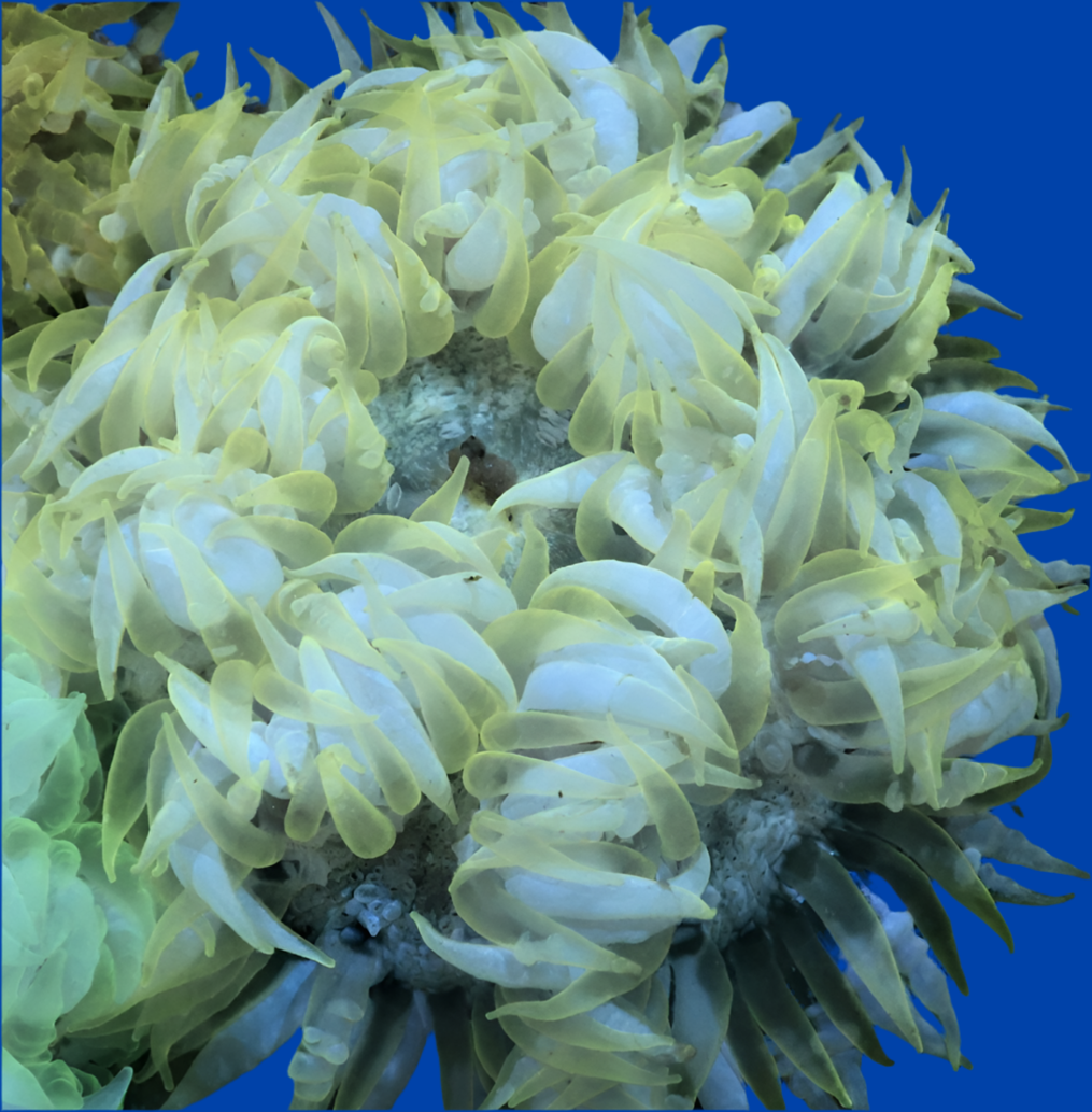 Flower Anemone Color - Epicystis crucifer-assorted colors