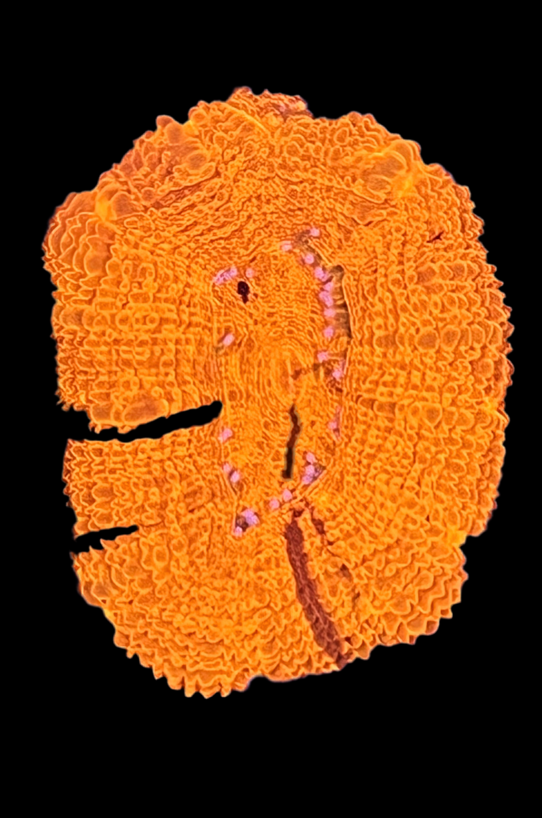 War paint bowerbanki