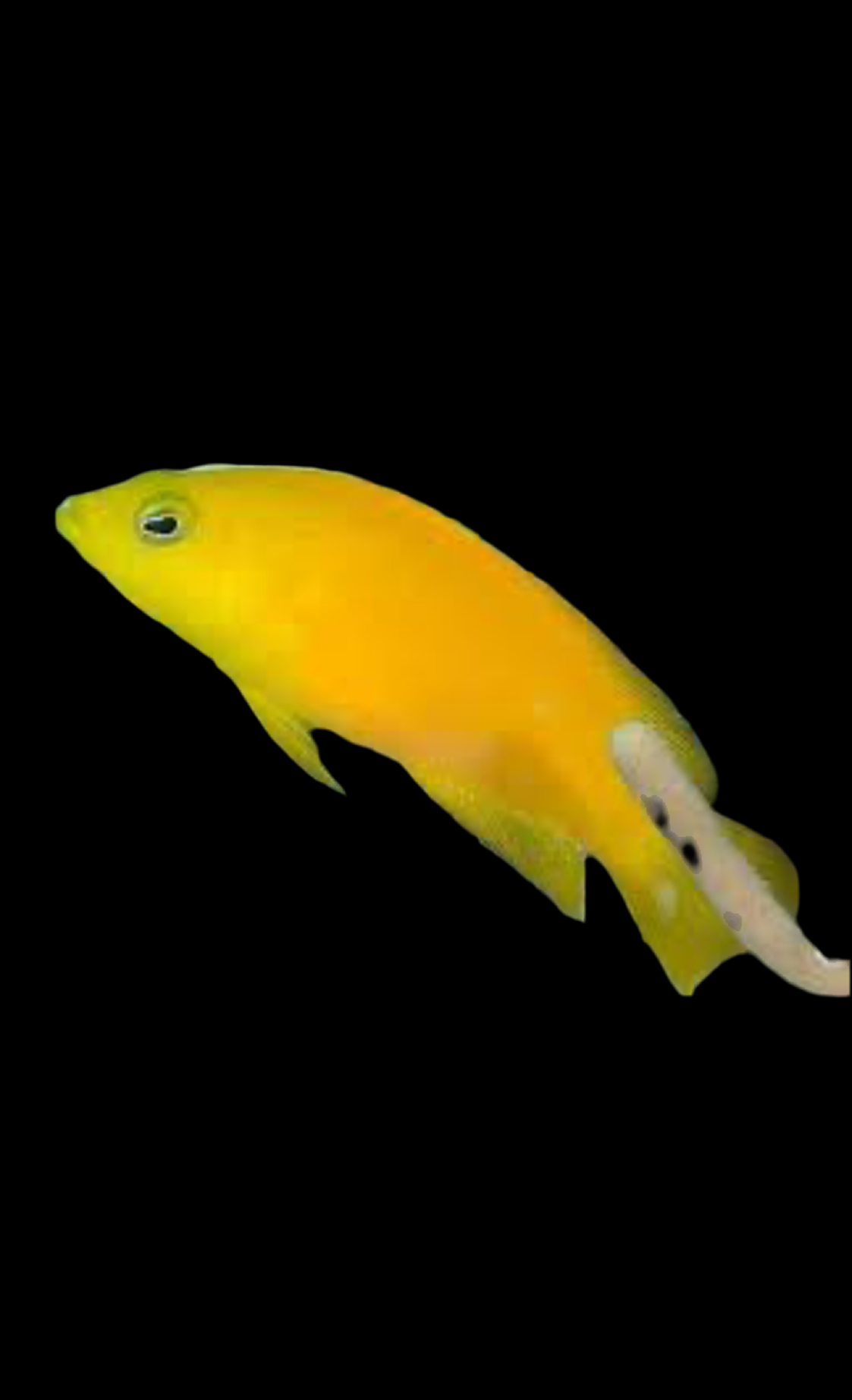 Yellow Pseudochromis - Pseudochromis