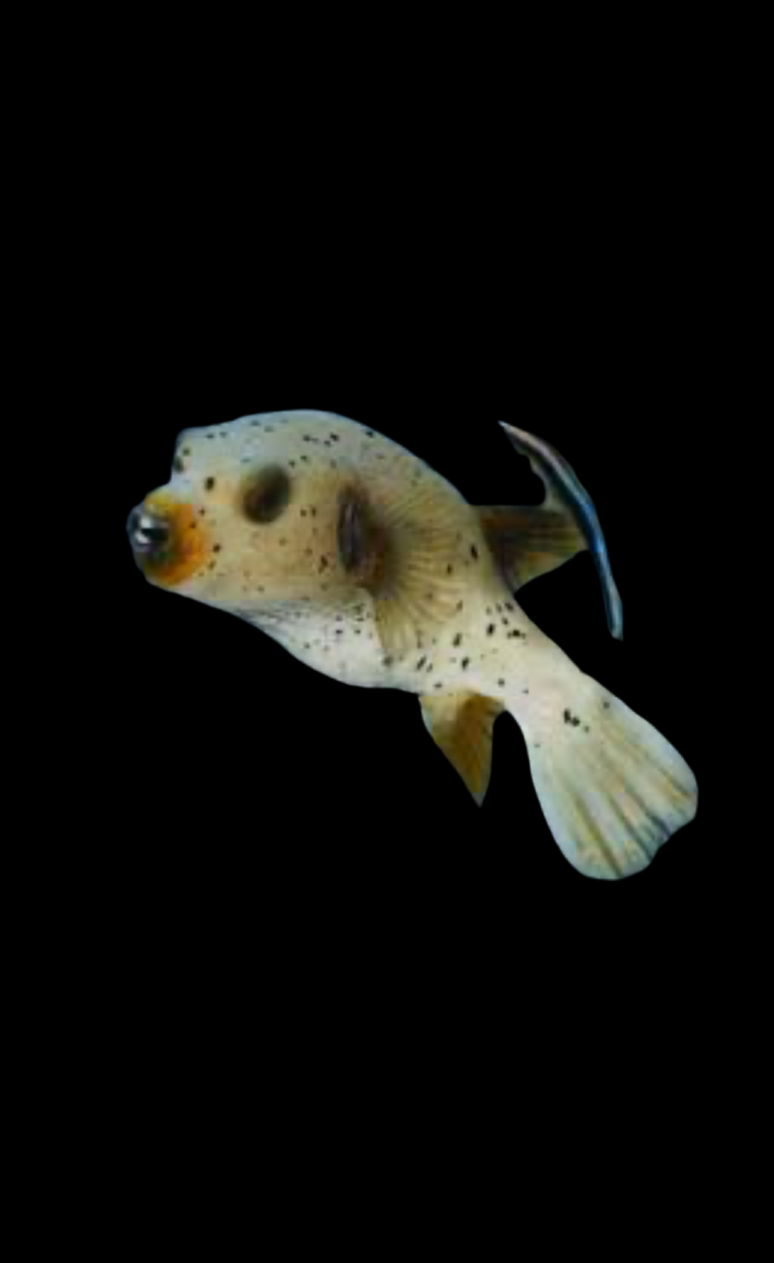 Dogface Puffer