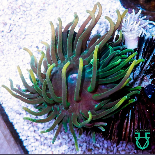 Rasta anemone