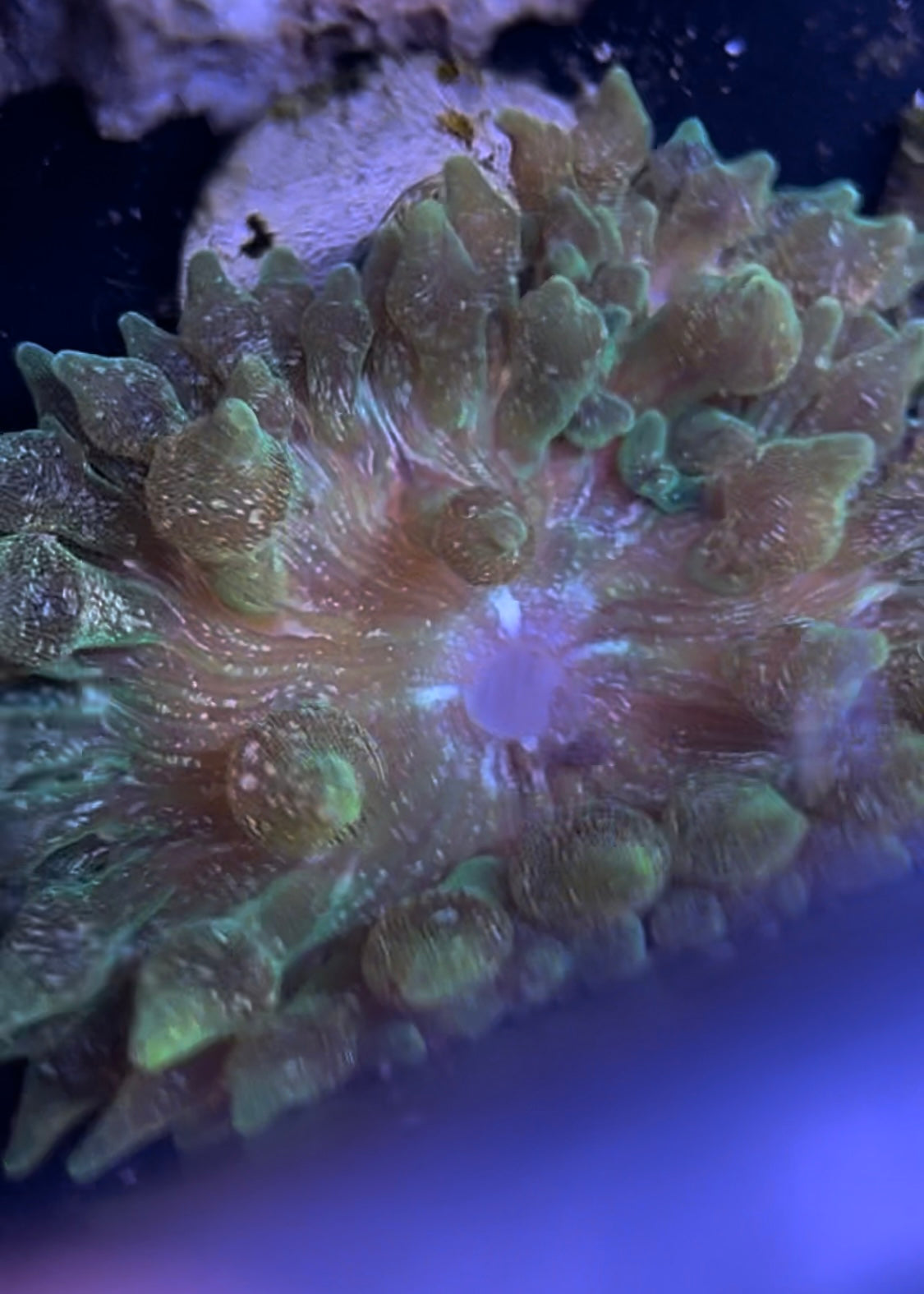 Speckled bta anemone