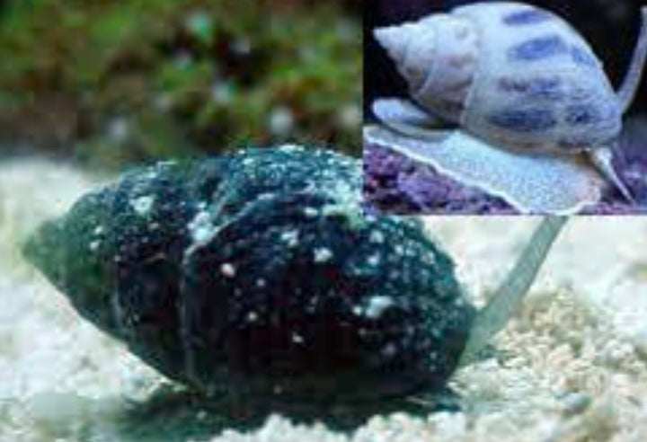 Nassarius Sand Snail - Nassarius