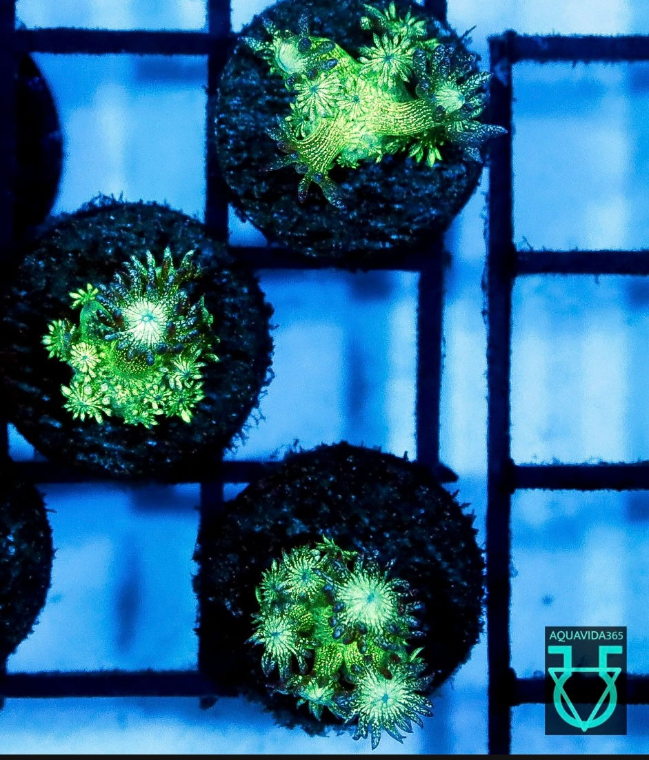 Green glitter Goni