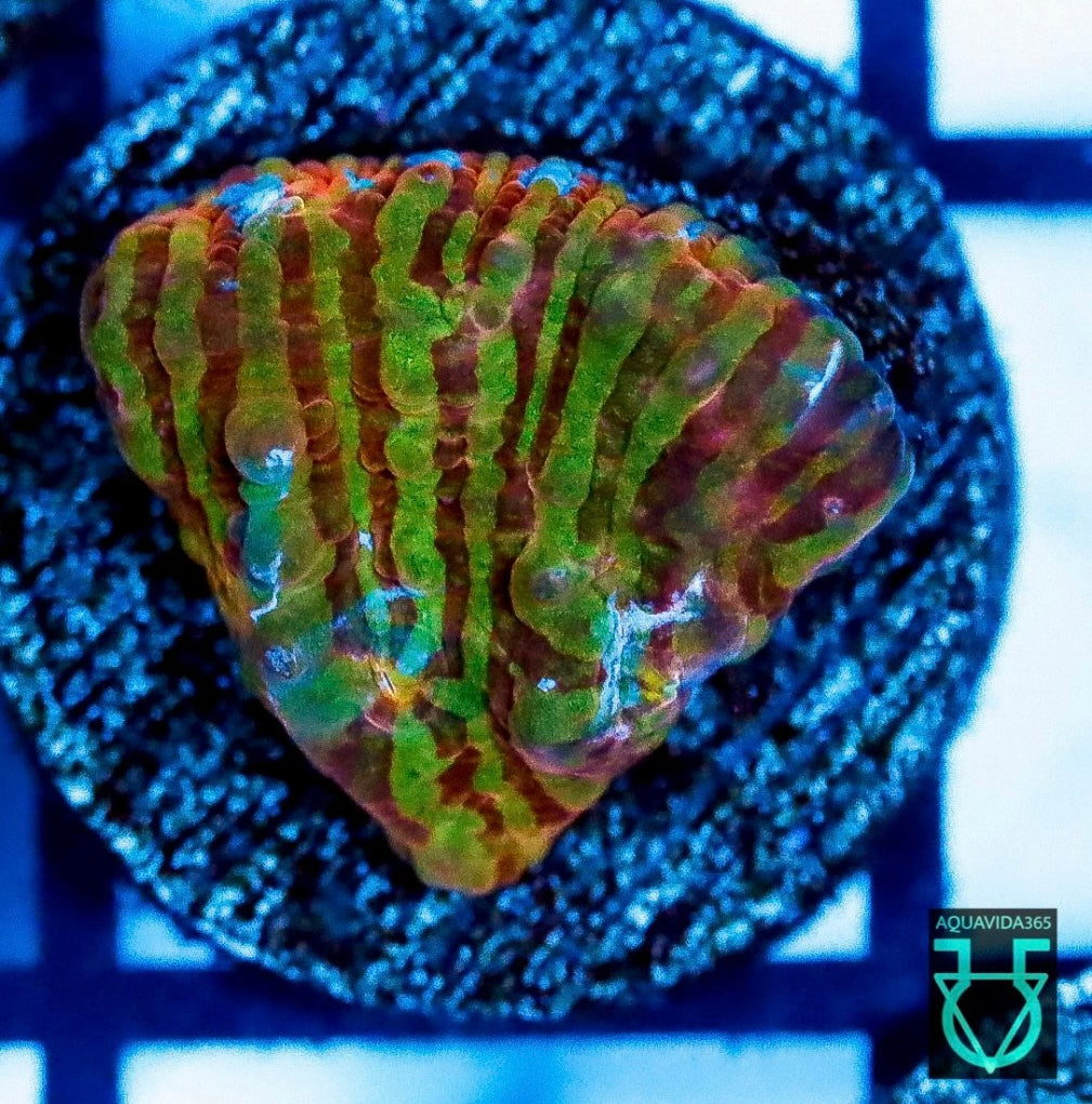 Rainbow Convict Chalice