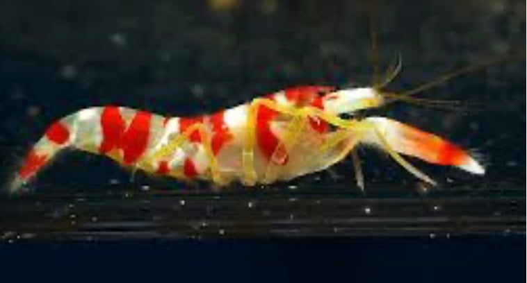 Pistol Shrimp Candy Stripe - Alpheus