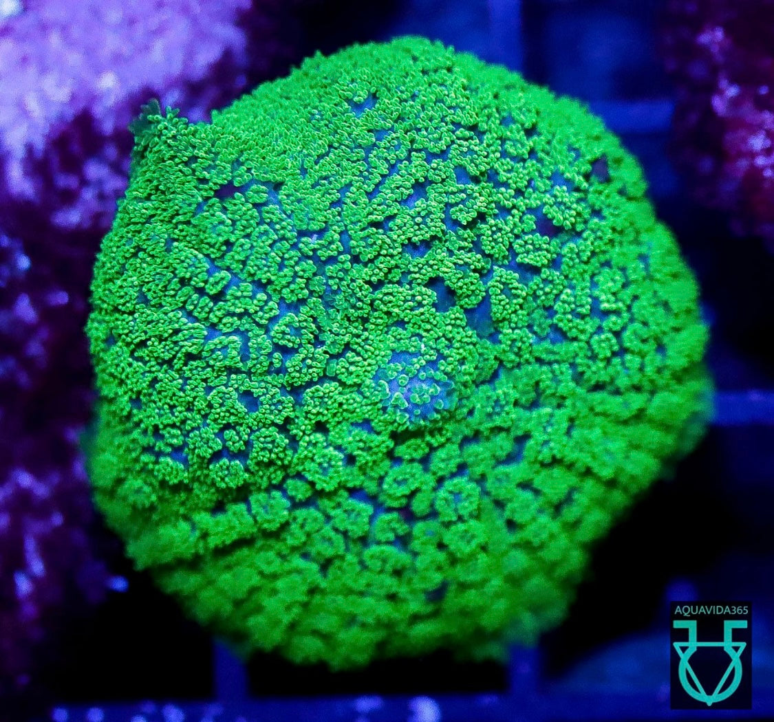 Greenies mushroom