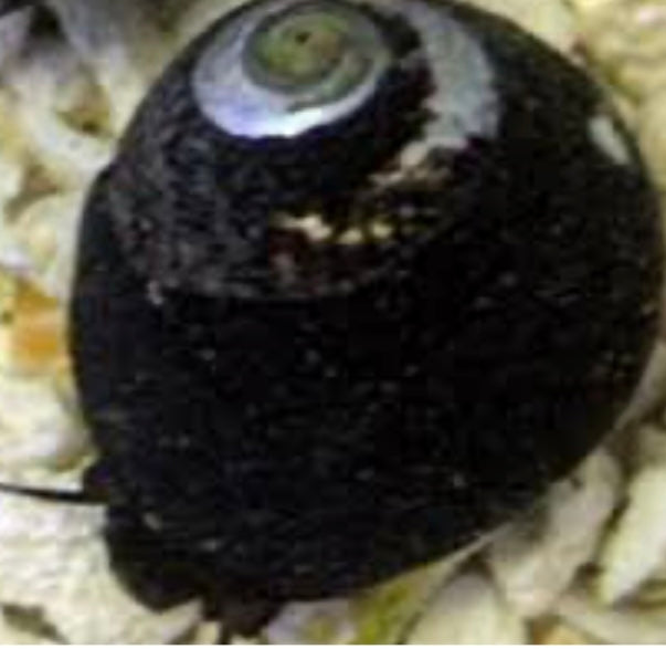 Margarita Turbo Snail - Turbo sp