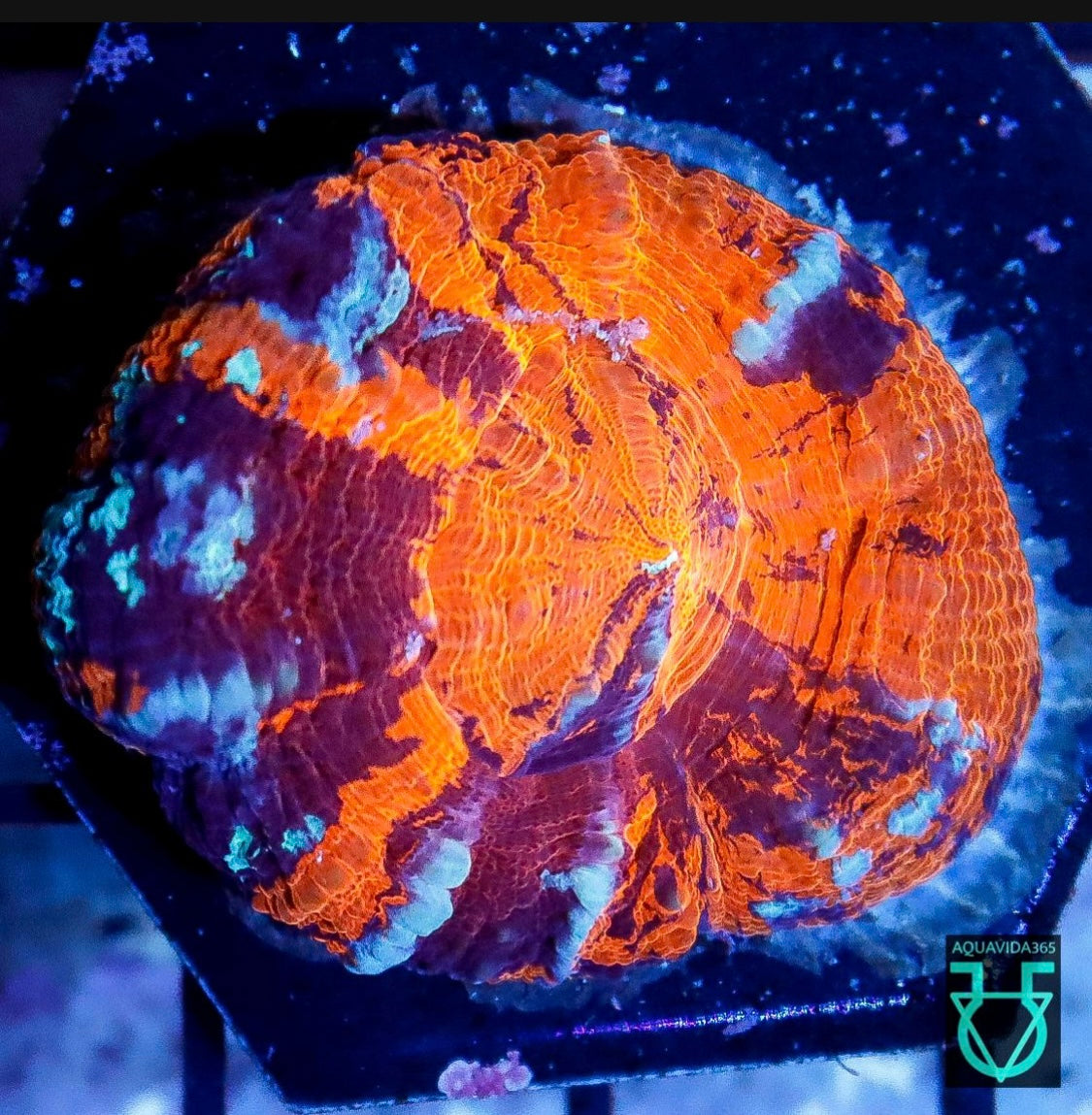 Aquacultured scoly