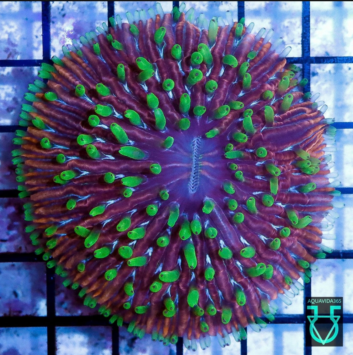 Rainbow fungia
