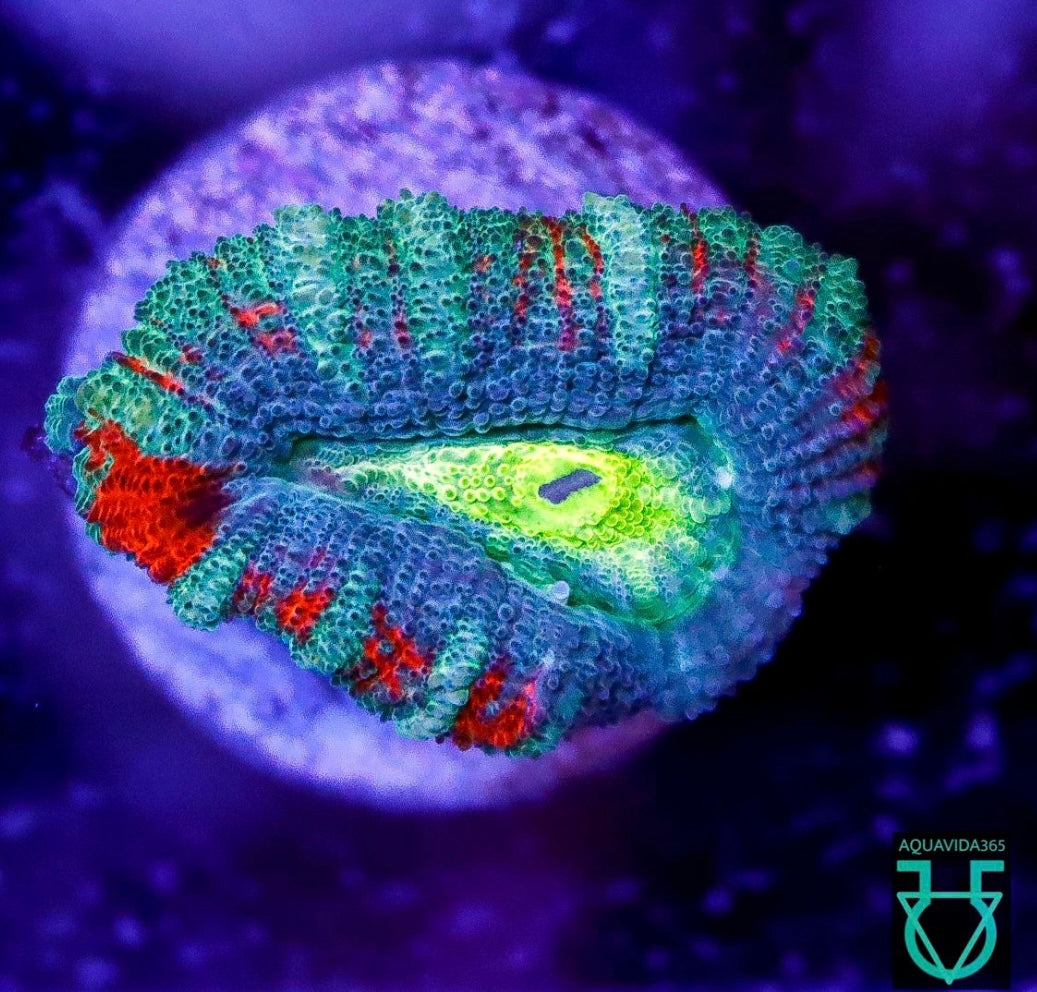 Yellow center acan