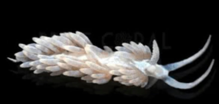 Berghia nudibranch - Berghia