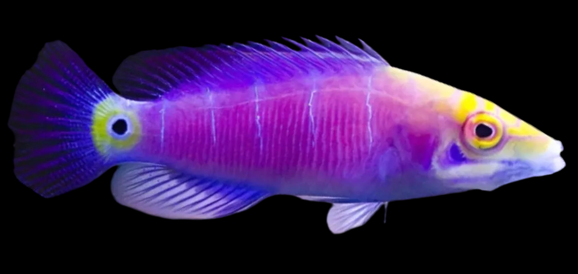 Five Bar Mystery Wrasse; Mar. - Pseudocheilinus ocellatus