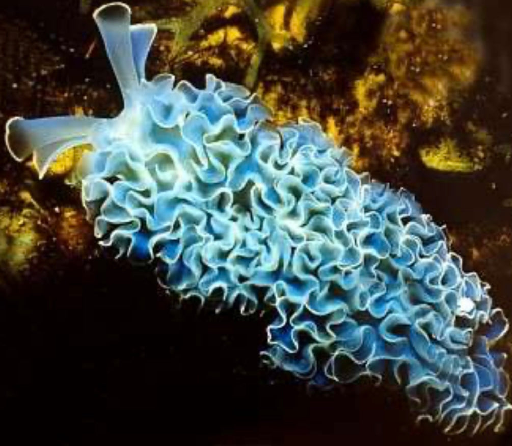 Green Frilly (Lettuce) Slug - Tridachia crispata