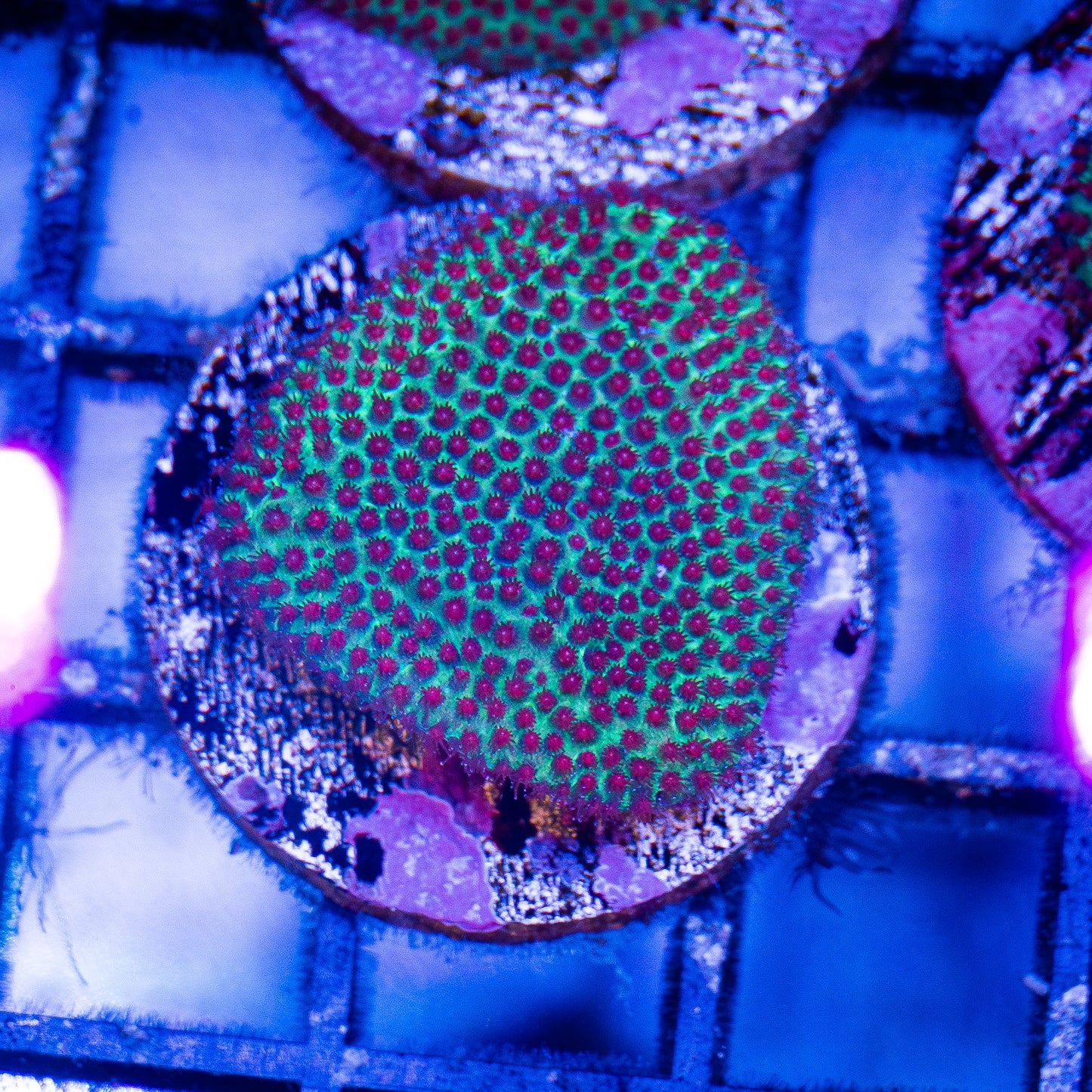 Grinch porites