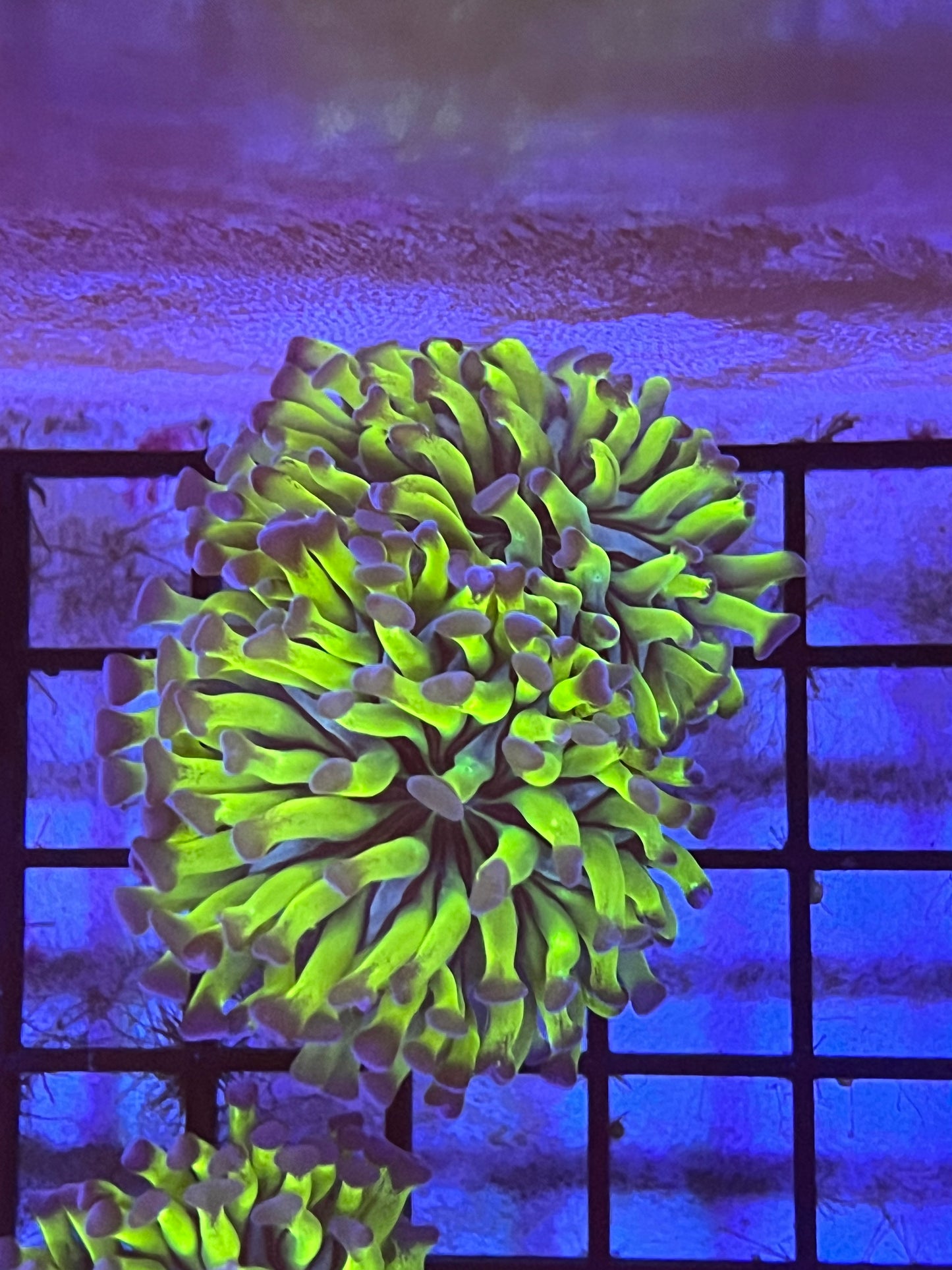 Double head purple tip hammer (C)