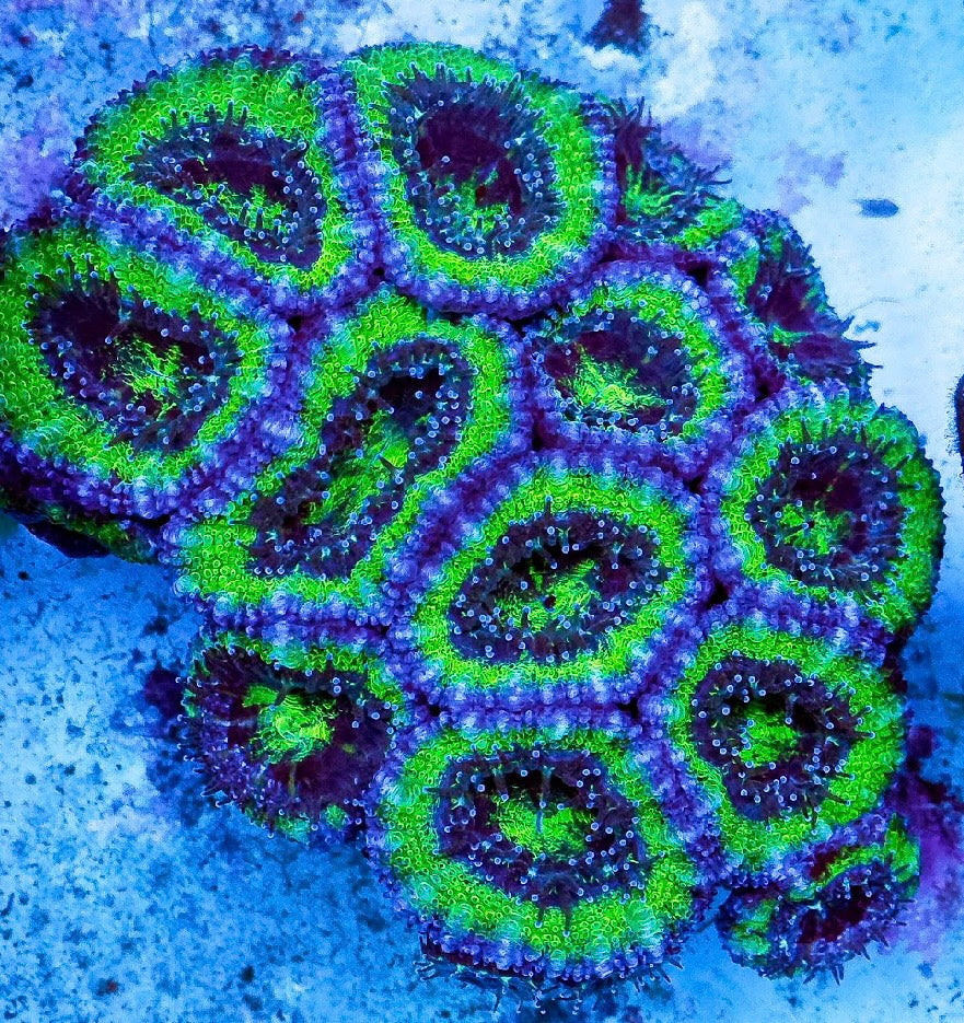 Large Polyp Stony