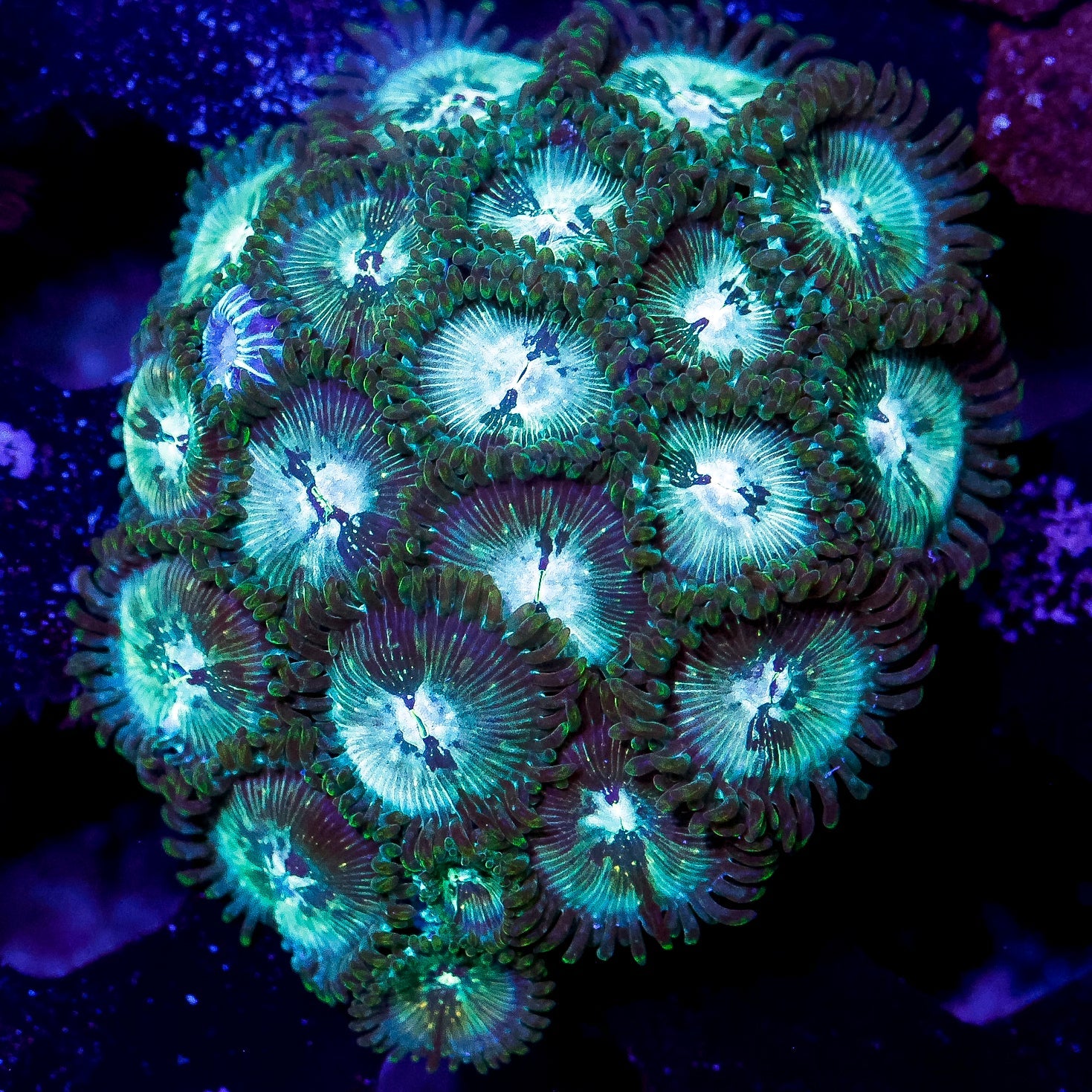Soft Corals
