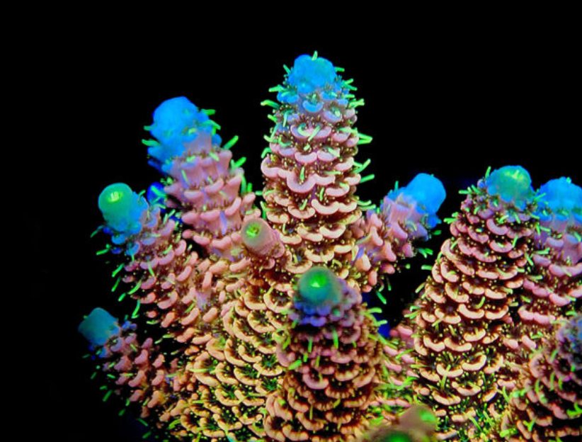 Small Polyp Stony