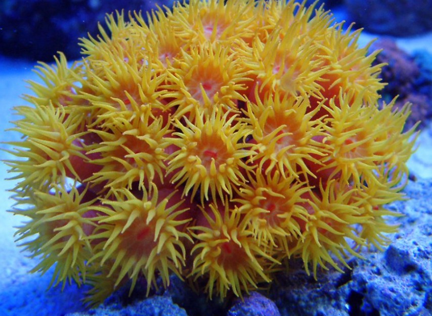 Non Photosynthetic Coral