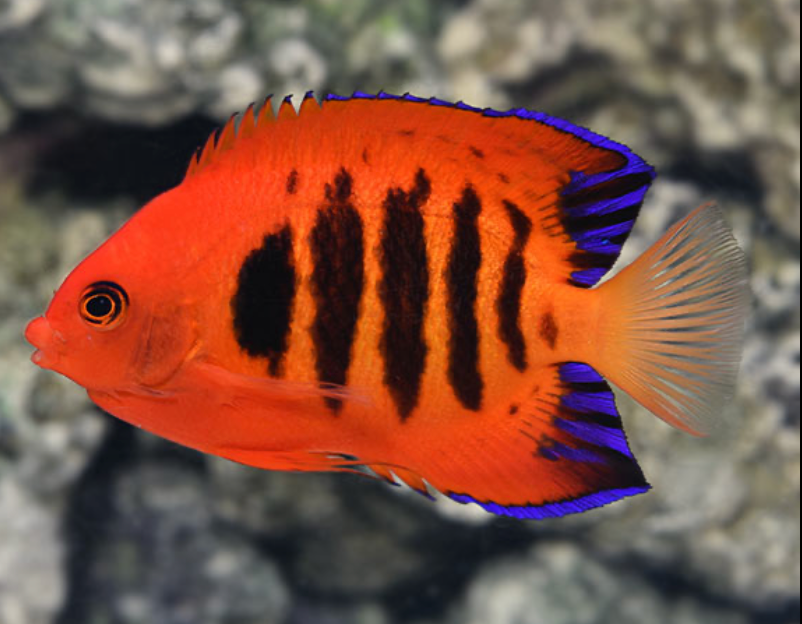 Angelfish