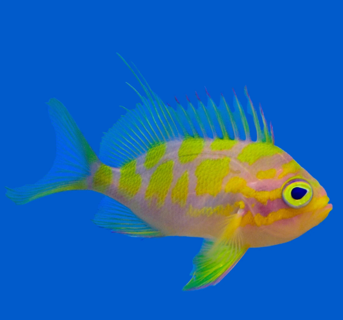 Anthias