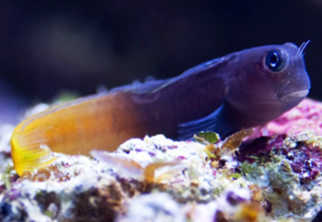 Blenny