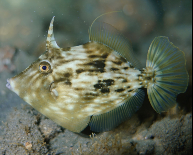 File fish