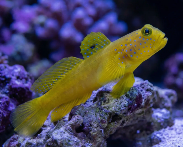 Goby