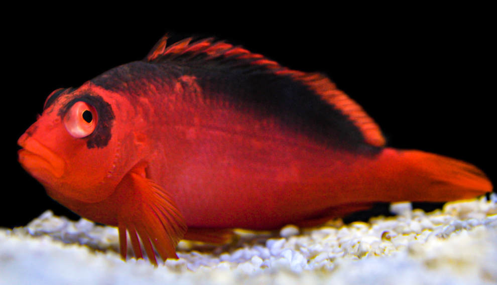 Hawkfish