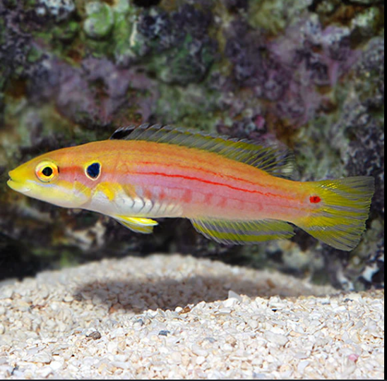 Hogfish