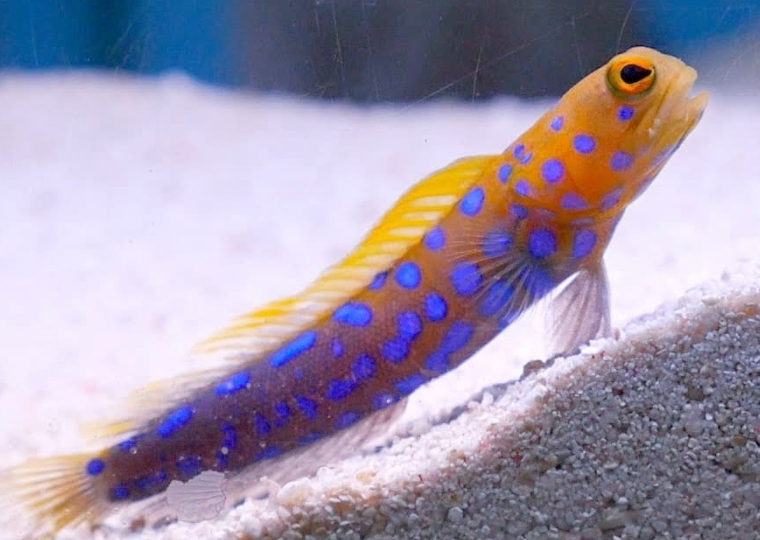 Jawfish
