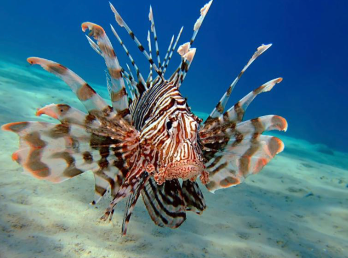 Lionfish