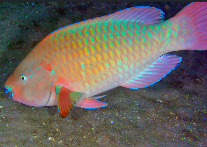 Parrotfish