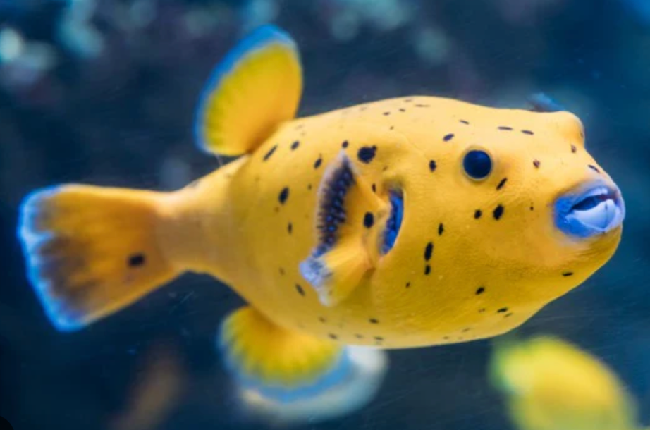 Pufferfish
