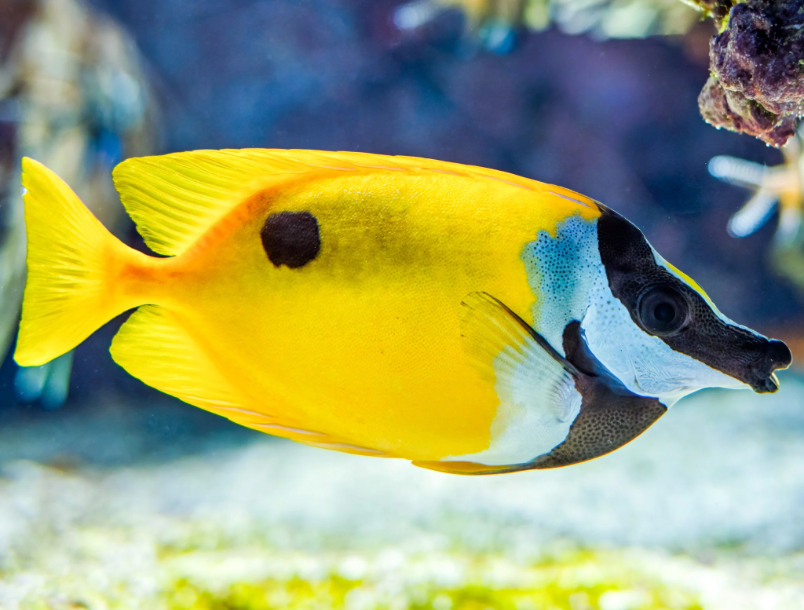 Rabbitfish