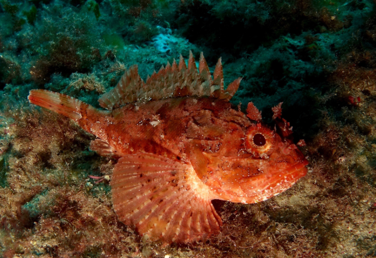 Scorpionfish